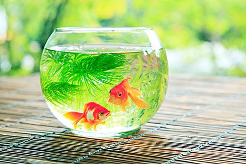 居家养鱼风水考究，，，，，，怎么养鱼招财气？？？